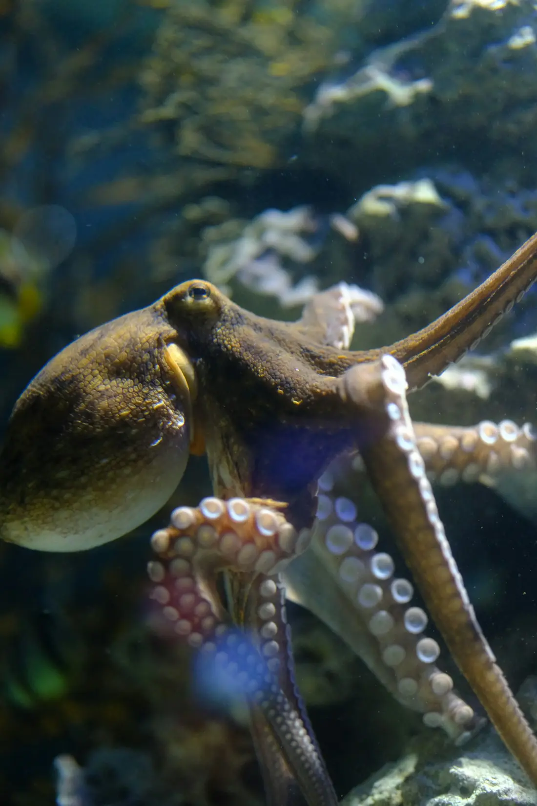 Gurita dengan banyak lengan di lingkungan batu bawah laut